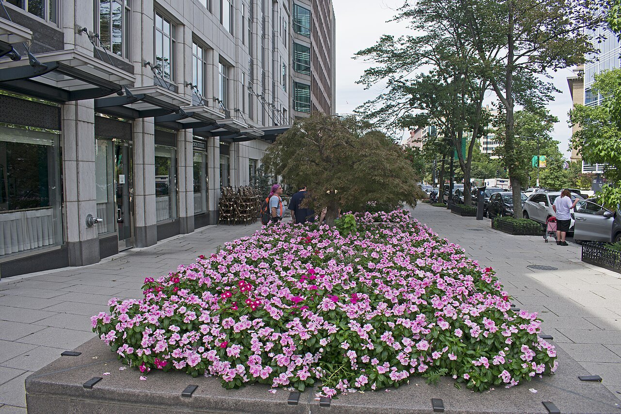 A flowerbed on the wide sidewalk of Connecticut Avenue NW