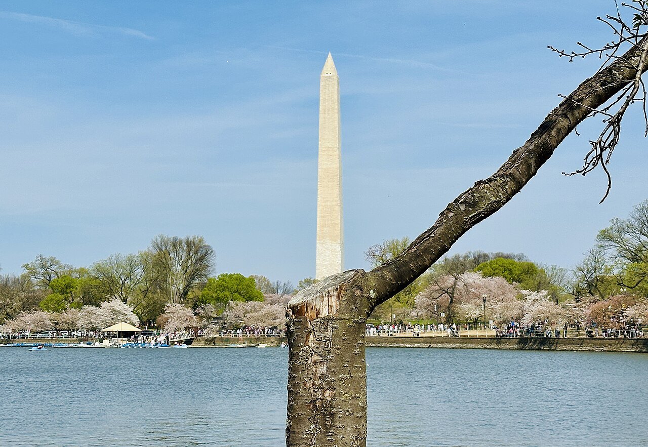 The Washington Monument across the Tidal Basin, a cherry tree's trunk in front