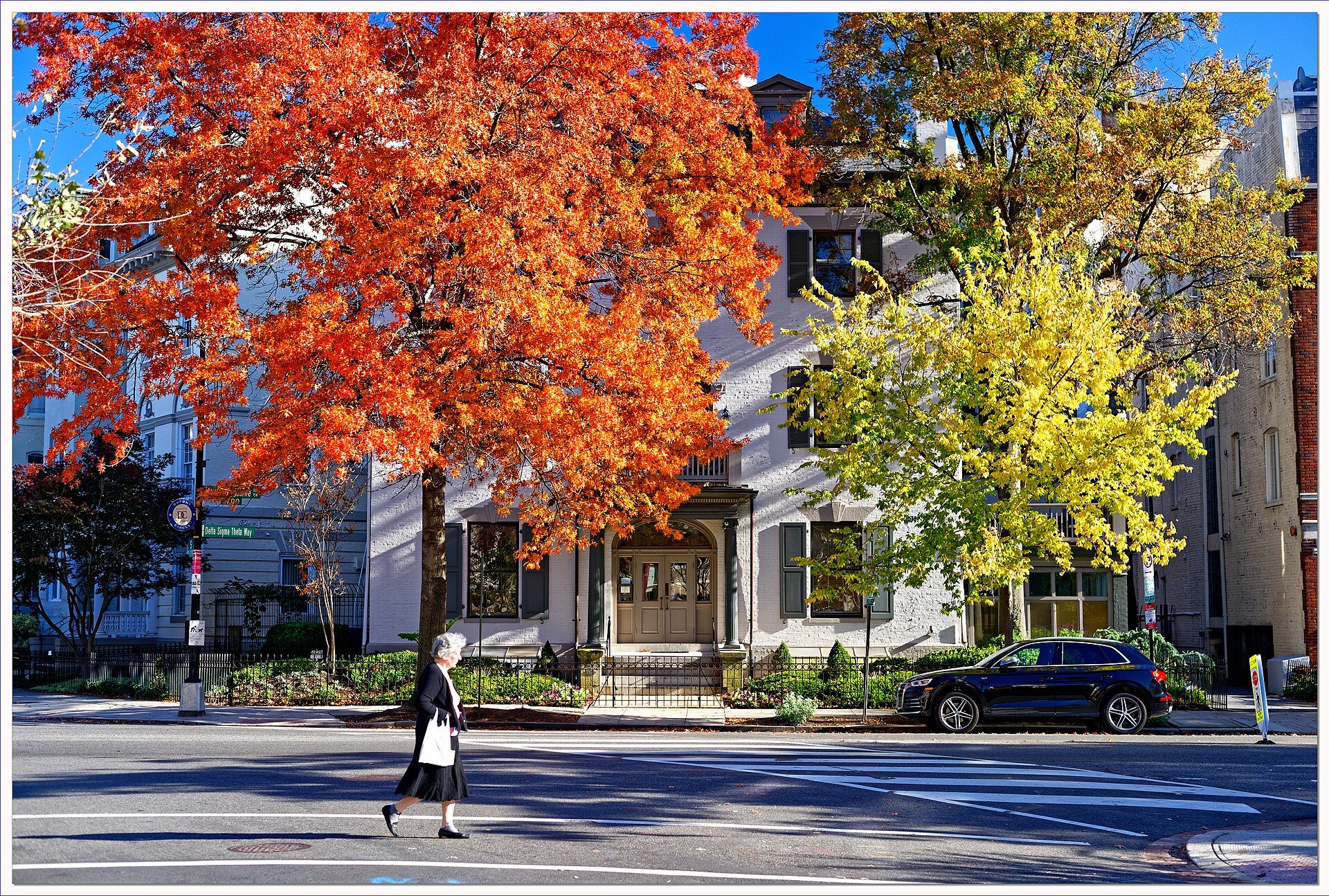 Autumn maples in red and gold on a Washington street