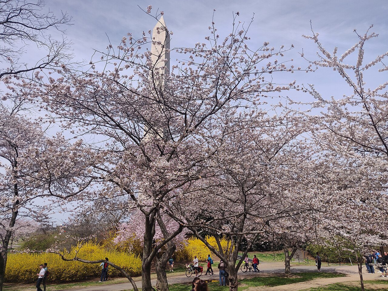 Cherry trees in full flower on the Washington Monument grounds, forsythia below