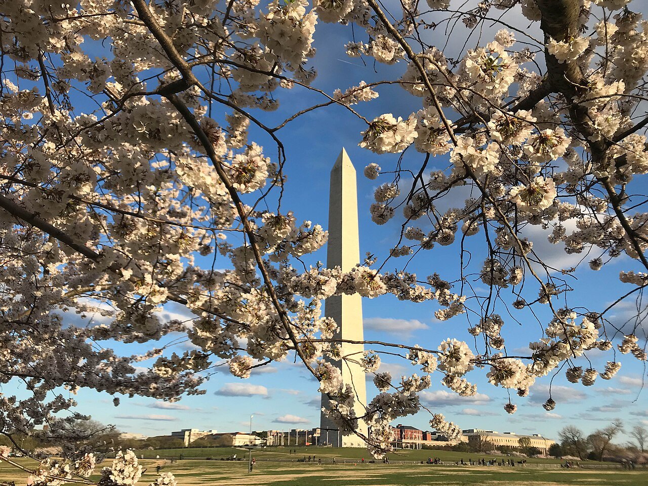 The Washington Monument framed by cherry blossom against a blue sky