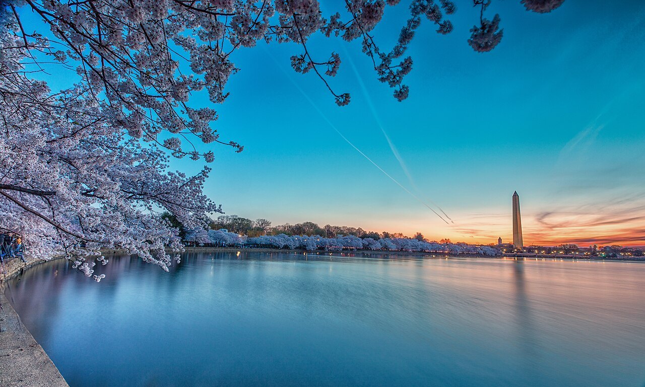 Cherry blossom over the Tidal Basin at sunset, the Monument on the horizon