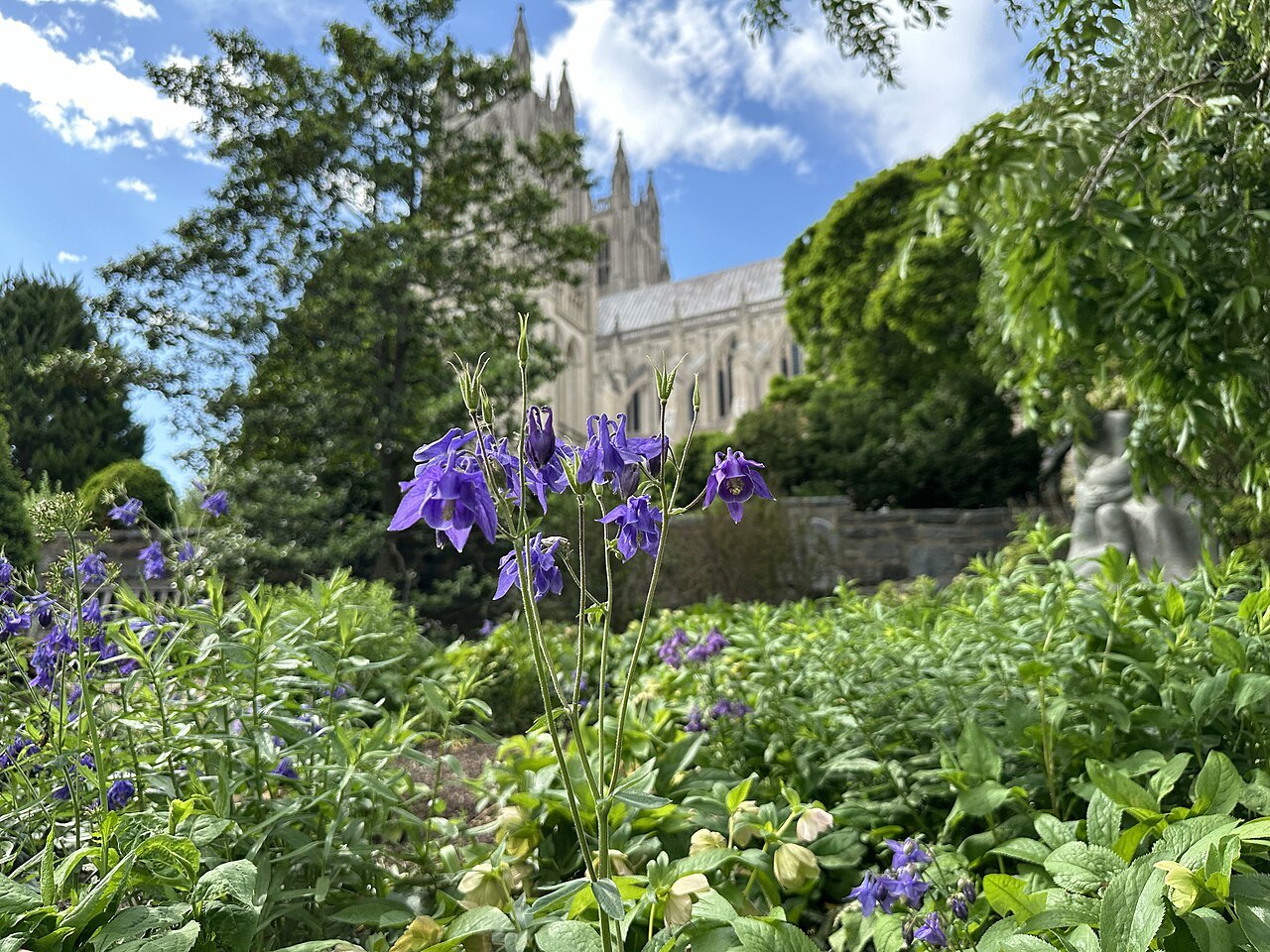 Columbines in the cathedral garden, the south transept behind