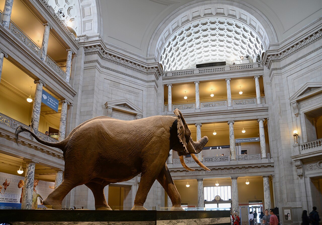 The elephant in the Natural History rotunda under the coffered dome