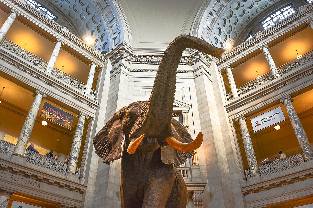 The African bush elephant raising its trunk in the Natural History rotunda