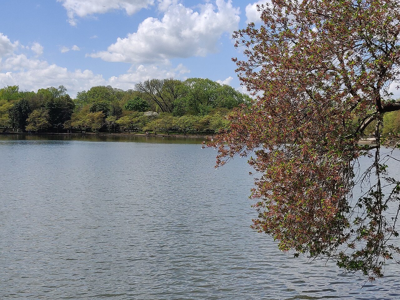 A cherry tree leaning over the Tidal Basin