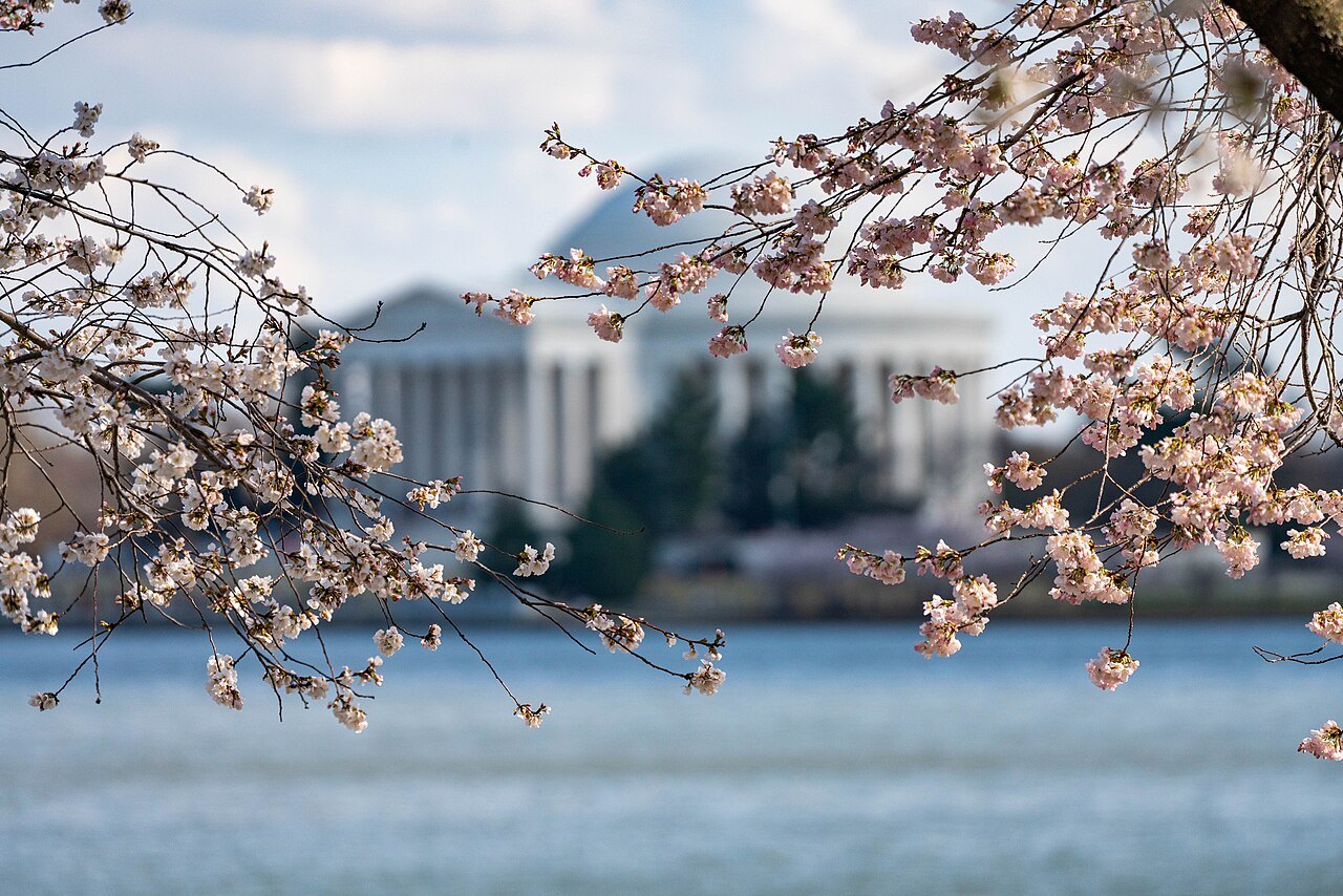 Cherry blossom in the foreground, the Jefferson Memorial soft across the water