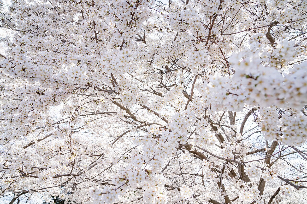 When do the cherry blossoms peak in Washington?