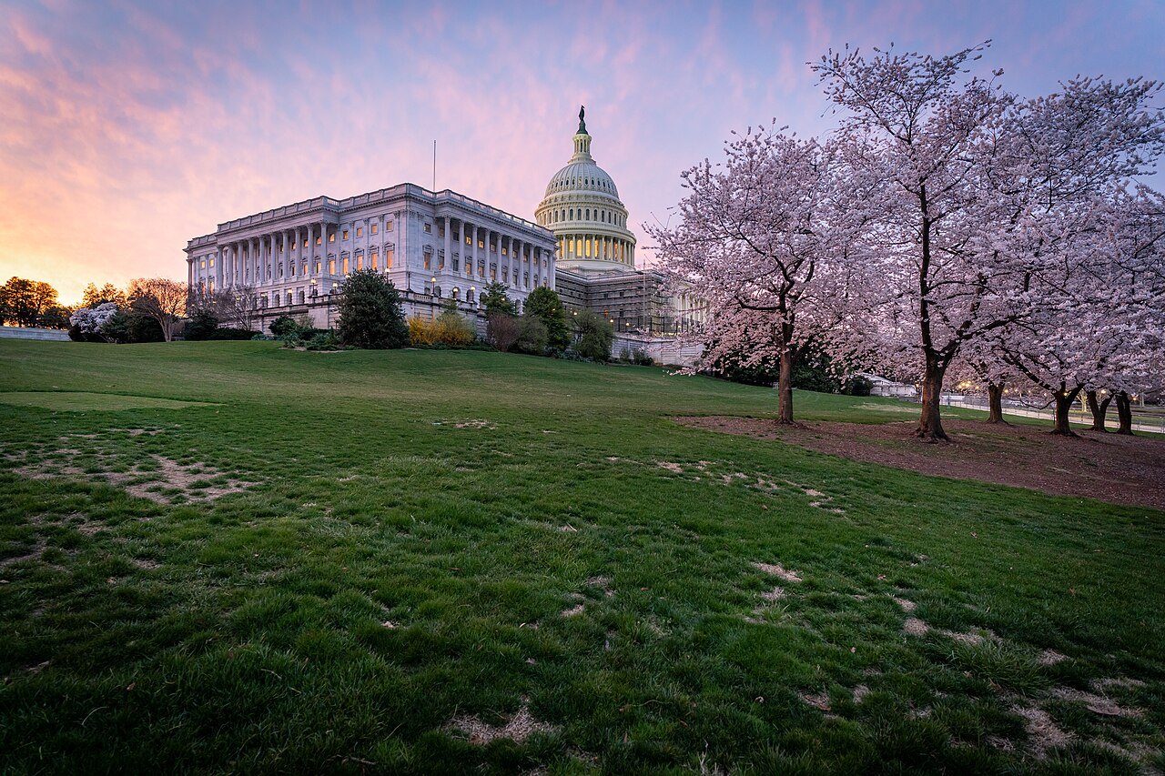 The Capitol at dusk behind cherry trees in flower, spring 2022