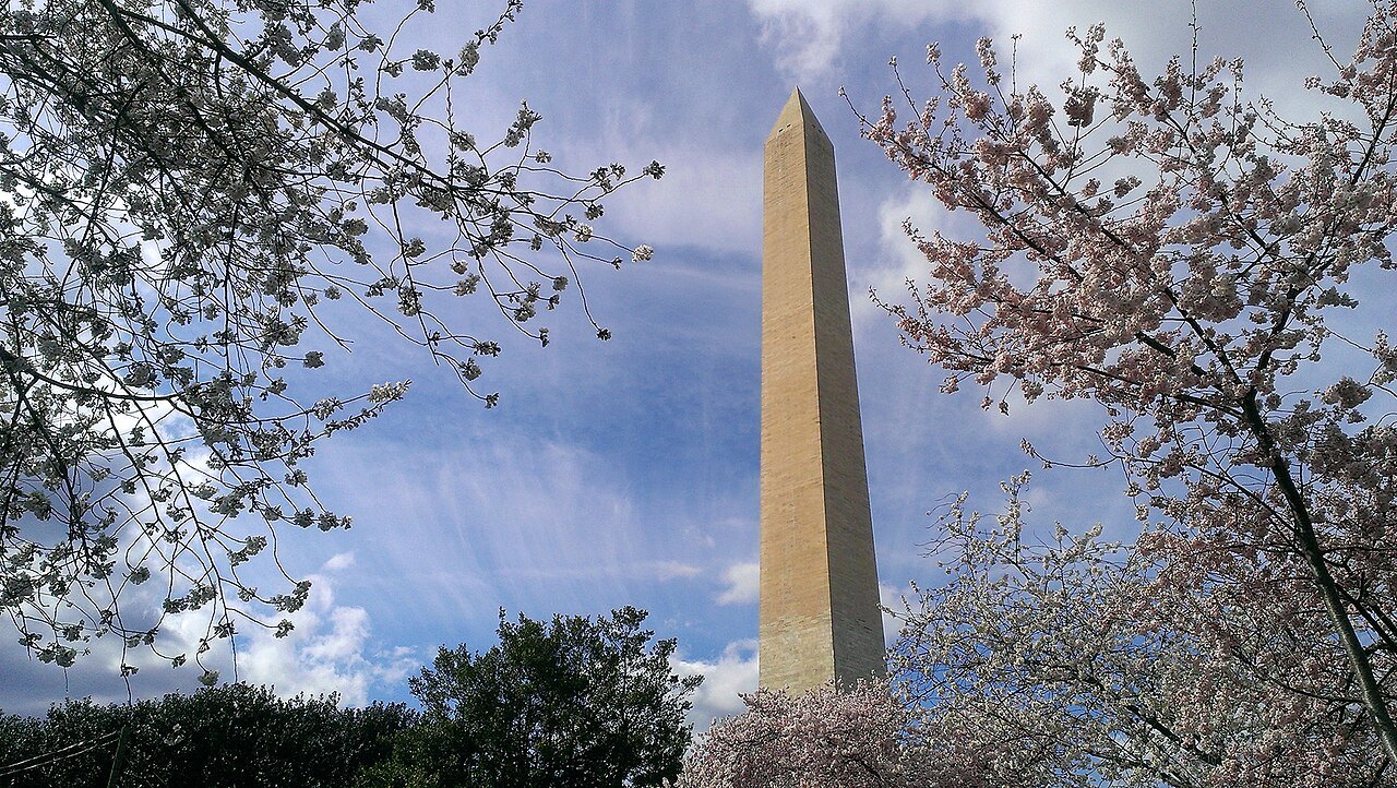The Washington Monument between cherry trees in flower
